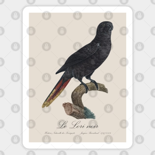 Black Lory / Le Lori Noir - Jacques Barraband 19th century Illustration Magnet by SPJE Illustration Photography